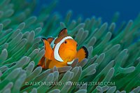 Clownfish Pose. Indonesia