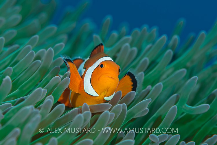 Clownfish Pose. Indonesia