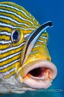 Cleaning Station. Indonesia