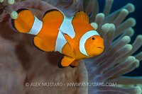 Clownfish In Anemone. Indonesia