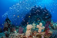 Reef Scene. Indonesia