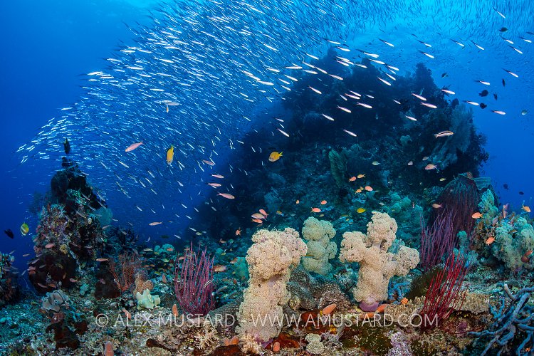 Reef Scene. Indonesia