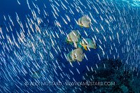 Batfish In Silver Rain. Indonesia
