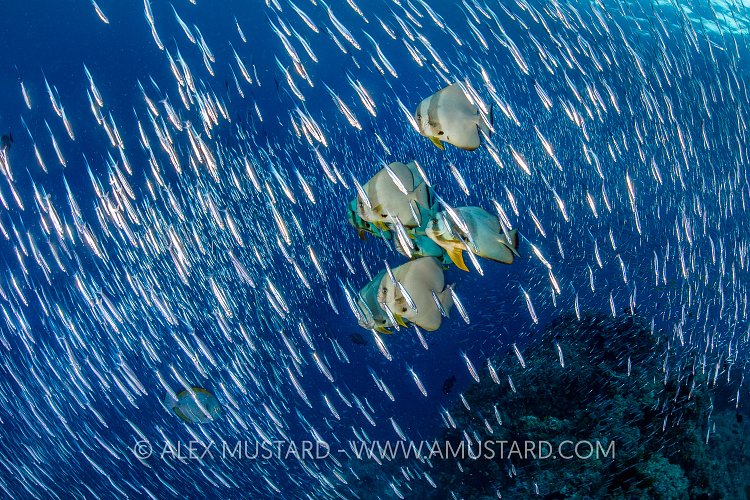 Batfish In Silver Rain. Indonesia
