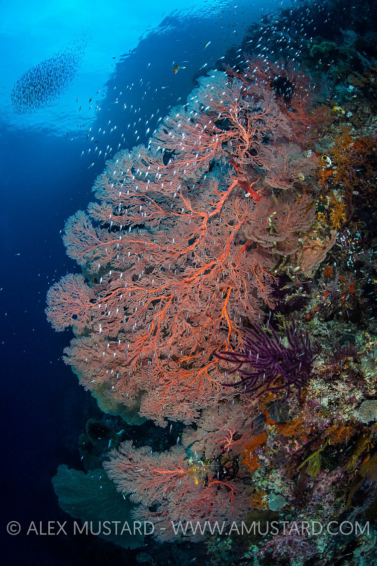 Seafans And Glassfish. Indonesia