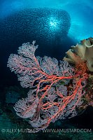 Silversides and Seafans. Indonesia