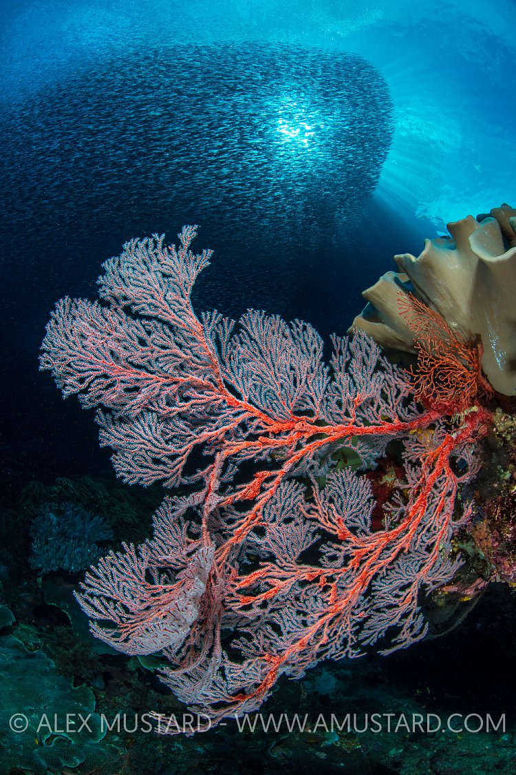 Silversides and Seafans. Indonesia