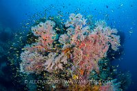 Seafans And Damsels. Indonesia