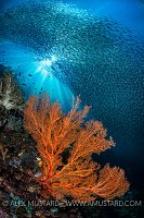 Silversides and Seafans. Indonesia