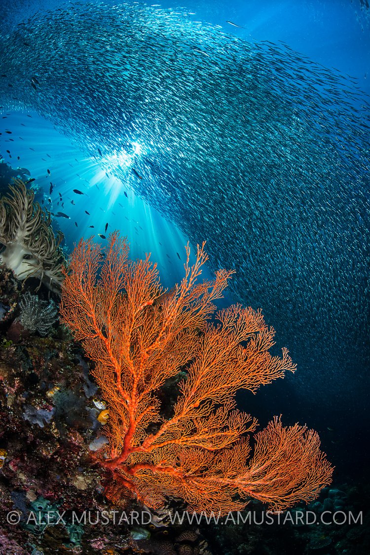 Silversides and Seafans. Indonesia