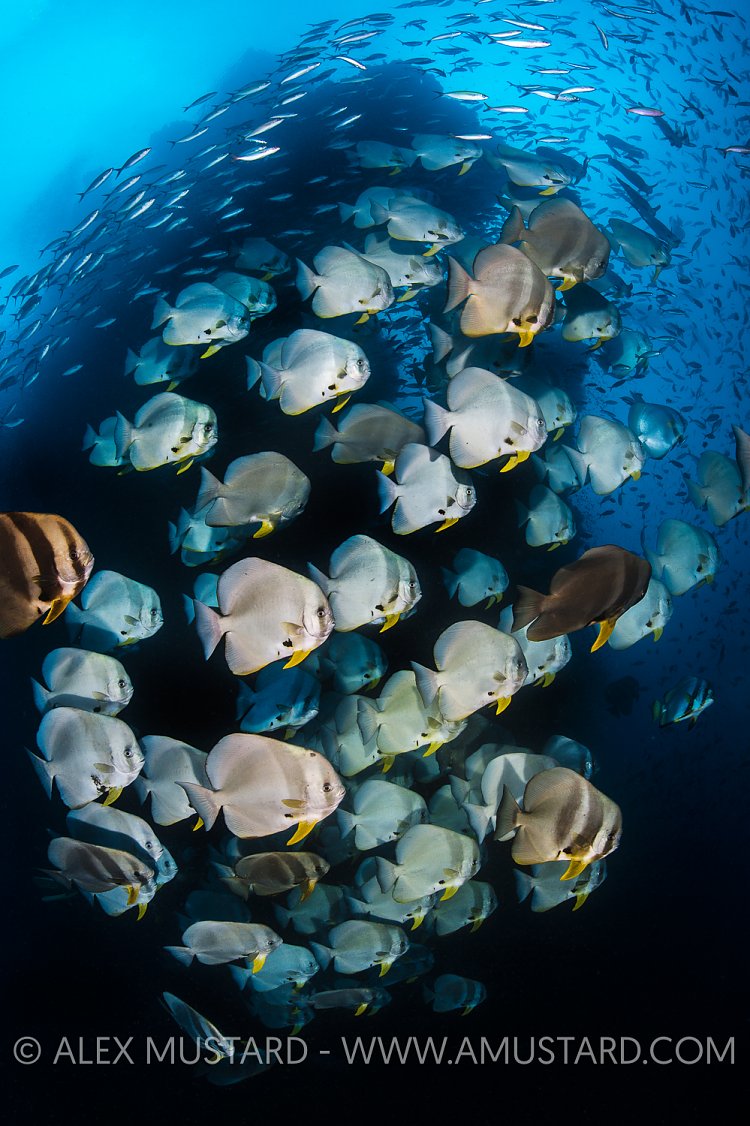 Batfish and Pinnacle. Indonesia