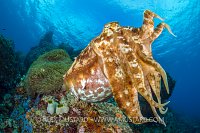 Cuttlefish On Reef. Indonesia