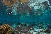 Seasnake Over Reef. Indonesia