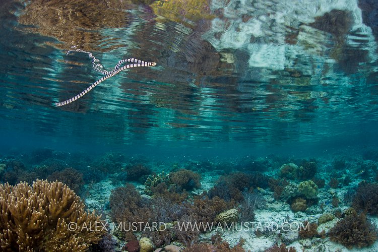 Seasnake Over Reef. Indonesia