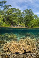 Mangrove Scene. Indonesia.