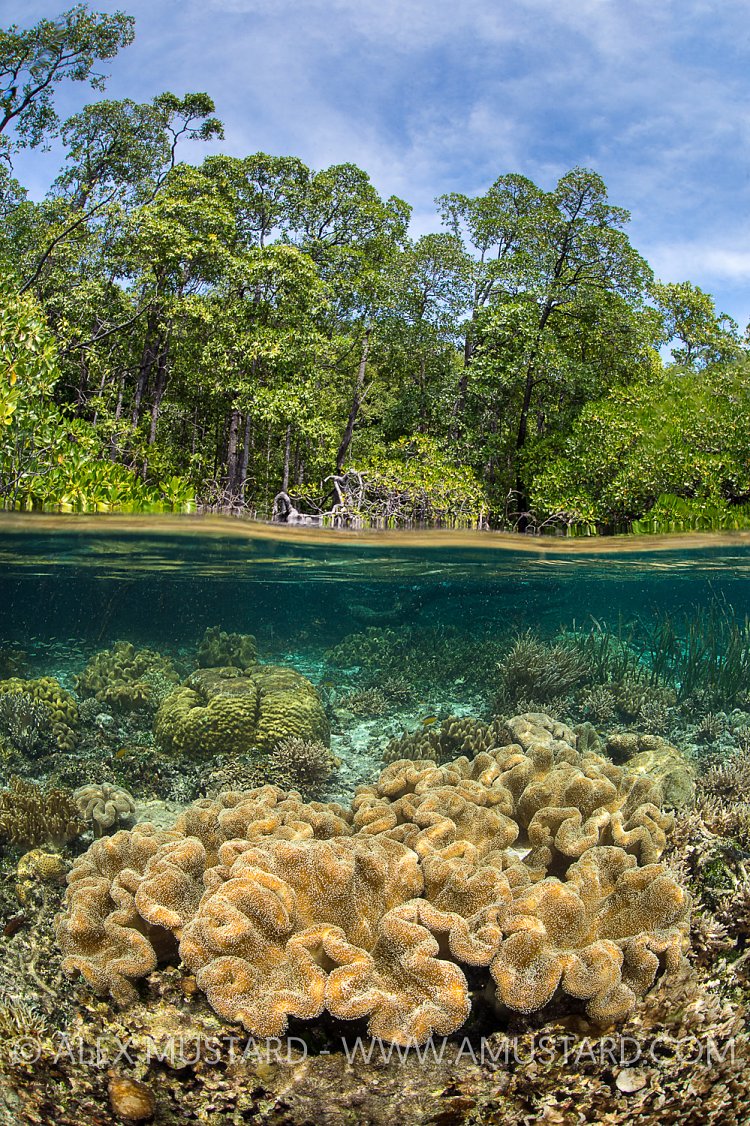 Mangrove Scene. Indonesia.