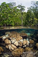 Corals In Mangroves. Indonesia