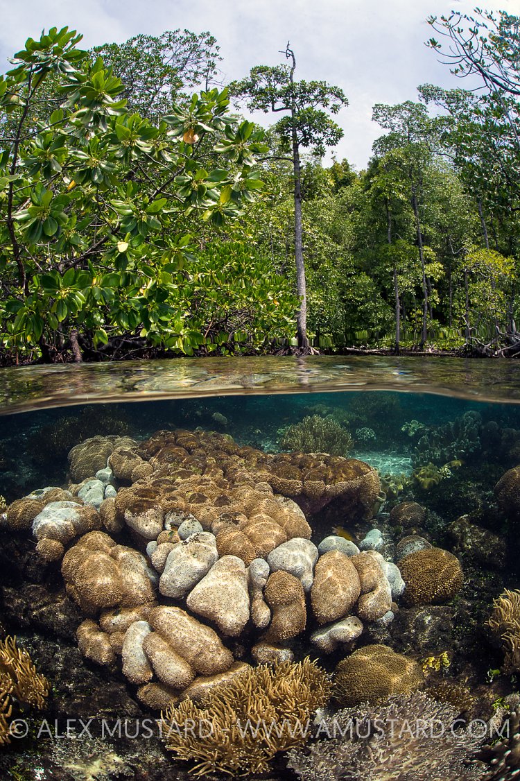 Corals In Mangroves. Indonesia