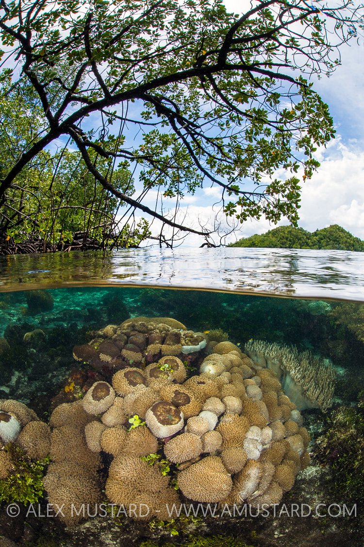 Mangrove Scene. Indonesia.