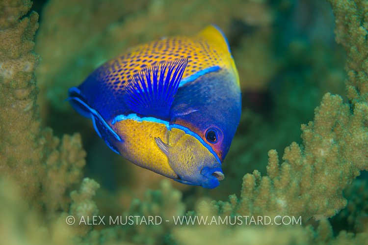 Your Majesty. Indonesia