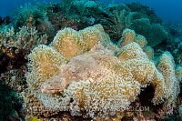 Crocodilefish In Leather Coral. Indonesia