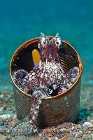 Veined Octopus In Can. Philippines.