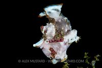 Warty Frogfish Swims. Philippines