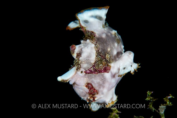 Warty Frogfish Swims. Philippines