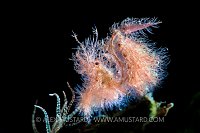 Backlit Hairy Shrimp. Philippines
