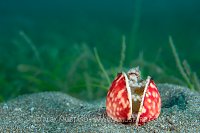 Veined Octopus In Shell. Philippines.