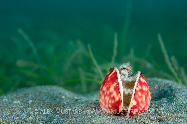 Veined Octopus In Shell. Philippines.