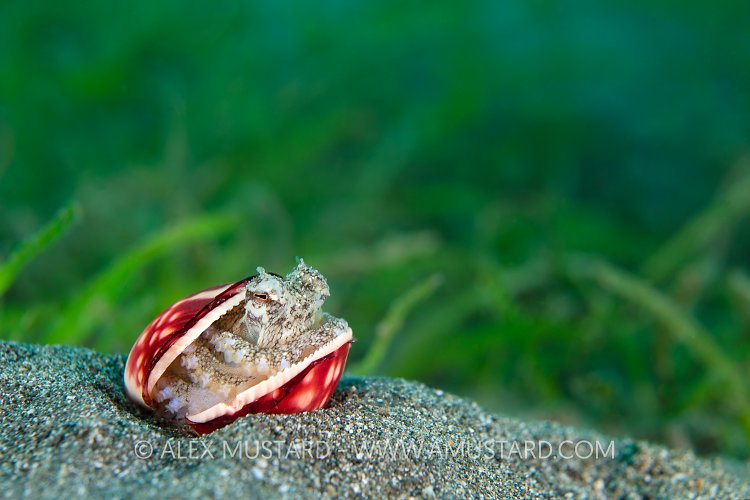 Veined Octopus In Shell. Philippines.