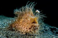 Hairy Frogfish. Philippines