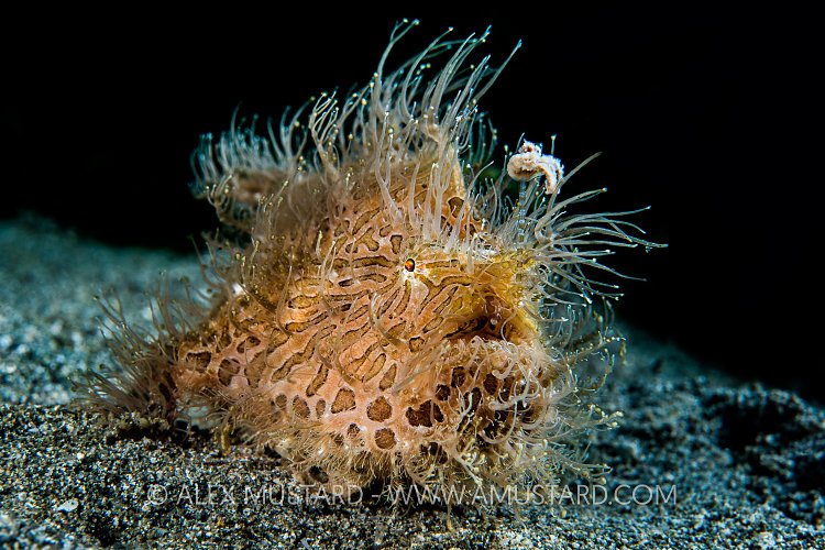 Hairy Frogfish. Philippines
