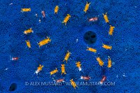 In A Blue Sea. Philippines.