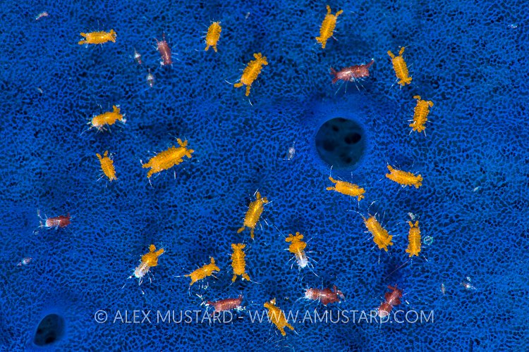 In A Blue Sea. Philippines.
