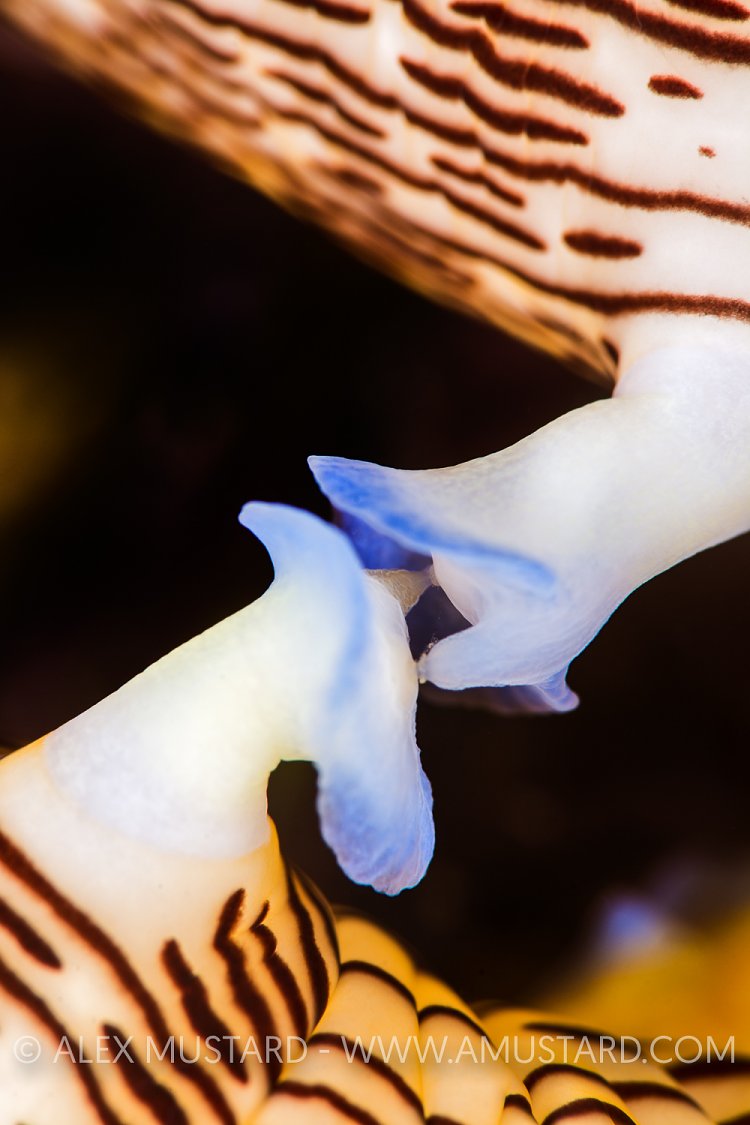 Mating Nudis Detail. Philippines.