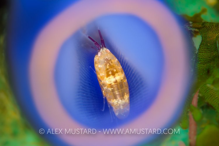 Amphipod Inside Sea Squirt. Philippines