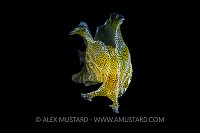 Swimming Sea Hare. Philippines