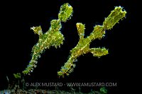 Rough Snouts. Philippines.