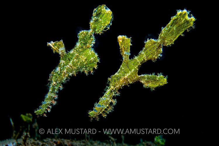 Rough Snouts. Philippines.