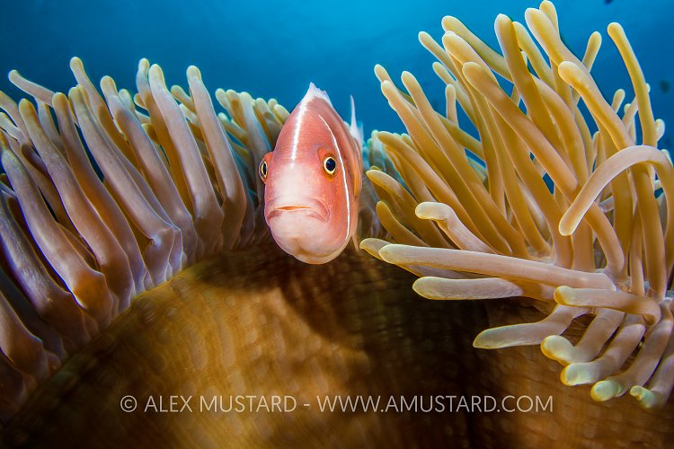 A pink anemonefish (Amphiprion perideraion) looks out from its host magnificent sea anemone (Heteractis magnifica). Anilao, Batangas, Luzon, Philippines. Verde Island Passages, Tropical West Pacific Ocean.