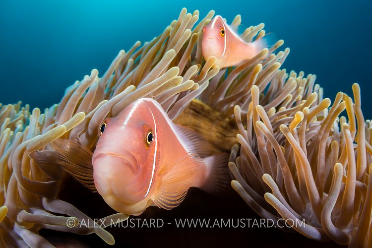 Pink Anemonefish. Philippines