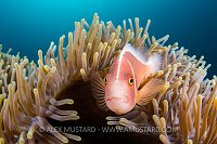 Pink Anemonefish. Philippines