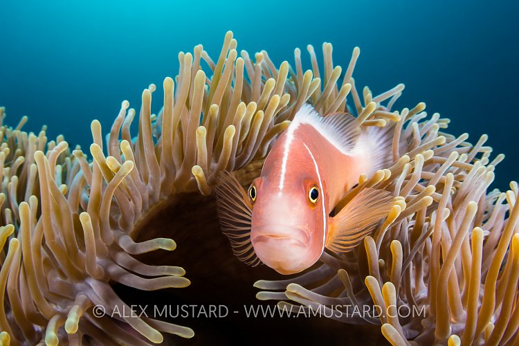 Pink Anemonefish. Philippines