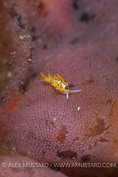Egg Eater On Eggs. Philippines