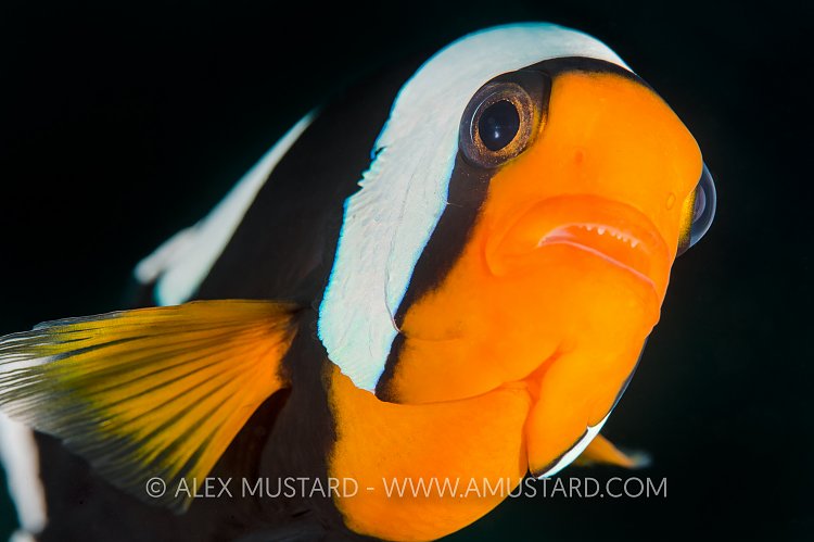 Anemonefish Portrait. Philippines