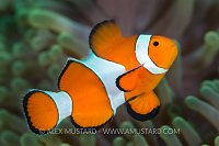 False Clownfish. Philippines