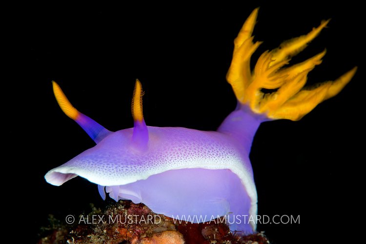 Nudibranch Portrait. Philippines.