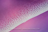 Nudibranch Detail. Philippines.